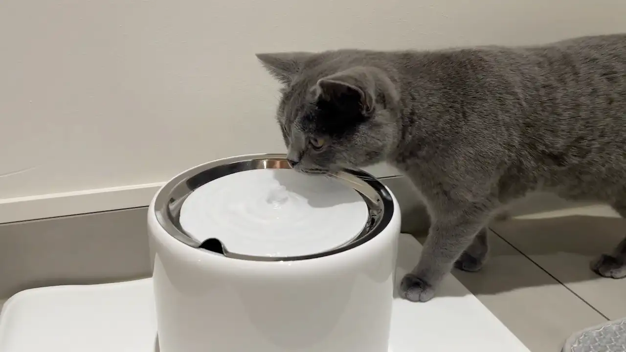 All You Need to Know About Cat Water Fountains