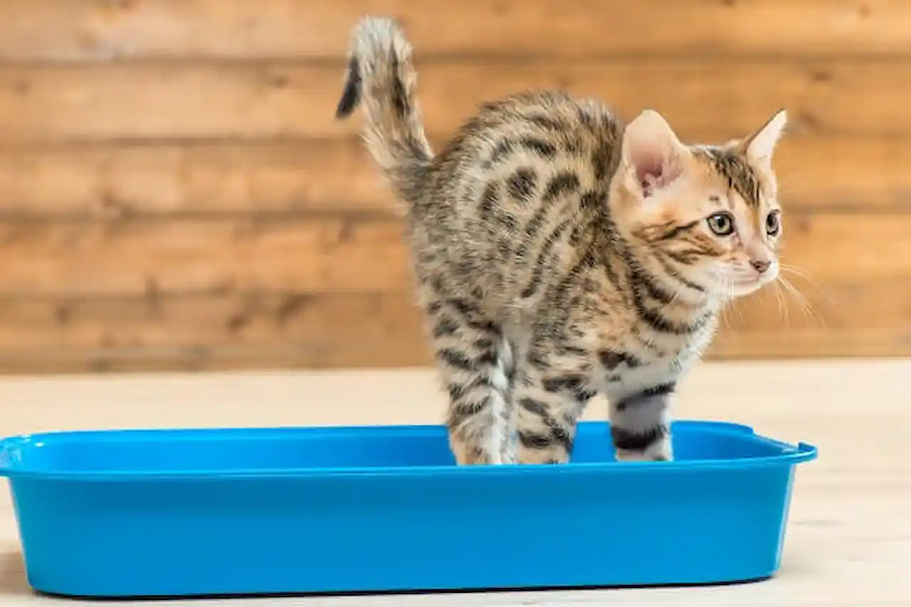 Guide 2024: How To Choose The Best Cat Litter